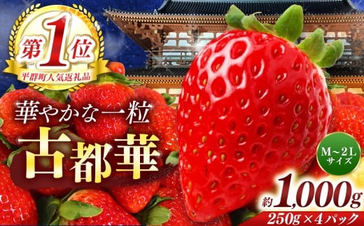 平群 の 古都華 約 1000g ( 4パック ) サイズ おまかせ ( M 〜 2L サイズ) |  先行予約 フルーツ 果物 くだもの ブランド いちご 苺 古都華 ことか 甘い 大人気 満足 希少 希少品種 ストロベリ