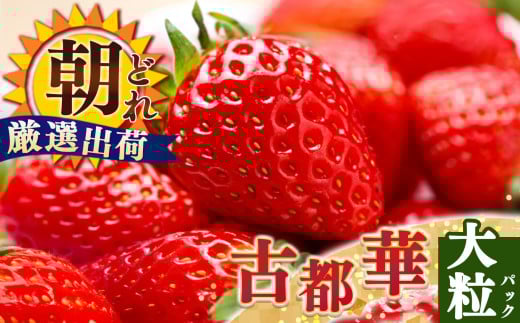 W[V[  Q  Ós  4L or 5L TCYi1×2pbNj䕉 | s\ t[c ʕ  uh   Ós Ƃ 嗱 Â lC   󏭕i Xg