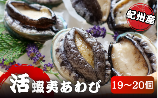 極上!紀州蝦夷鮑×19〜20個 五つ星旅館にも出荷される極上アワビ<日付指定OK>【yas005】和歌山県新宮市30000魚介・海産物貝類