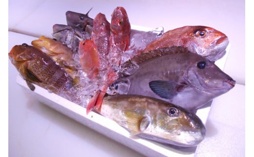 \朝どれ新鮮/ 鮮魚セット (小) 約3kg  目利きのプロが厳選した旬の魚をその日の内に発送!【nss404】和歌山県新宮市23000魚介・海産物鮮魚