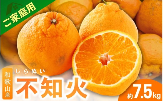 <2月より発送>【先行予約】家庭用不知火7.5kg+250g(傷み補償分)【デコポンと同品種・人気の春みかん】【わけあり・訳あり】 / 和歌山 みかん 果物 ミカン フルーツ 果実 柑橘 デコポン【