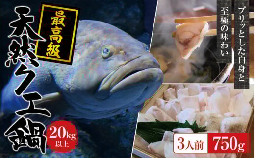 【冷蔵】天然 最高級クエ 20kg 以上  クエ鍋セット 3人前(250g×3) 【2025年11月下旬から2026年2月下旬までに順次発送致します。】 / 高級 海鮮 お魚 魚  くえ鍋 クエ鍋 くえ くえ天然 冷蔵 海産物【
