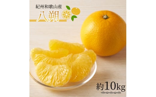 IBa̎RY i͂j 10kg 2026N2{`2026N2{ɏ tws  ͂ k ʕ  t[cyuot785za̎RV{s19000ʕEt[c