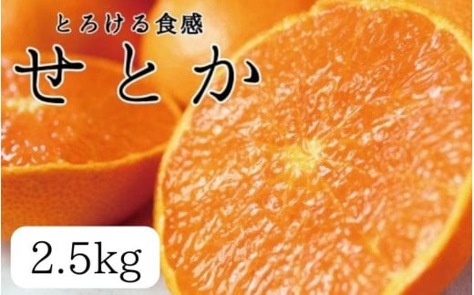 とろける食感 ジューシー柑橘 せとか 約2.5kg みかん 蜜柑 柑橘 オレンジ 果物 フルーツ 国産 和歌山県広川町 ※2026年2月上旬頃〜2026年2月下旬頃に順次発送予定【uot789A】和歌山県新宮市20000果
