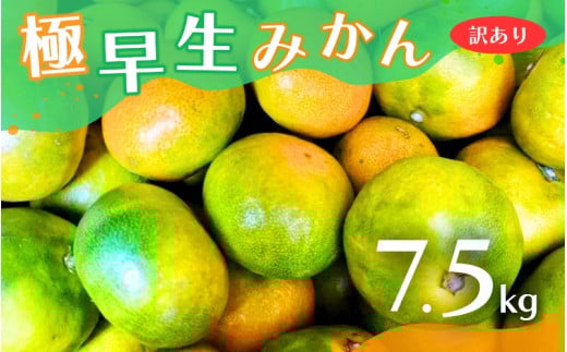 y2025NH\񕪁zy󂠂z̋ɑ݂ 7.5kg 2025N10{菇\i͂wsj L@엿100% TCY  LcYynuk166Aza̎RV{s12000