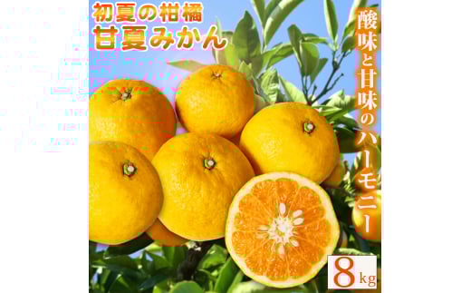 【ご家庭用訳あり】紀州有田産 すっきり爽やか 甘夏みかん 8kg  ※2026年3月上旬頃〜2026年3月下旬頃に順次発送予定 / 甘夏 あまなつ みかん ミカン 蜜柑 温州みかん 柑橘 フルーツ 果物 くだも