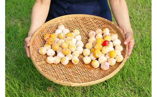 農薬を使用していない南高梅 trgk003A和歌山県みなべ町26000鍋セット・総菜・加工食品漬物・梅干・キムチ