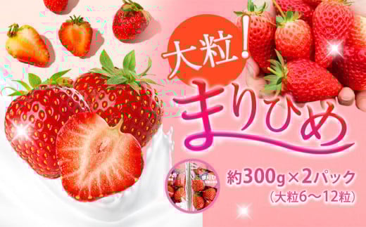 和歌山県産ブランドいちご「まりひめ」約300g×2パック(大粒6〜12粒) 日高川町厳選館《12月中旬-2月末頃出荷》和歌山県 日高川町  苺 鞠姫 マリヒメ フルーツ 果物 お取り寄せ 【配送不可地