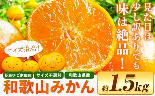 和歌山・日高川育ちの 訳あり 濃厚みかん(3S〜3L)  約1.5kg《11月上旬-12月末頃出荷》和歌山県 日高川町 柑橘類 柑橘 果物 フルーツ ミカン 訳ありみかん 家庭用 お試し お取り寄せフルーツ み