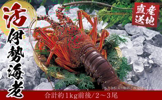 活 伊勢海老 2尾〜3尾 セット 合計 約1kg 産地直送 番長おススメ和歌山県白浜町35000魚介・海産物エビ