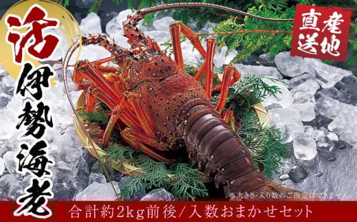 活 伊勢海老 合計約2kg セット 訳あり 2番手和歌山県白浜町60000魚介・海産物エビ