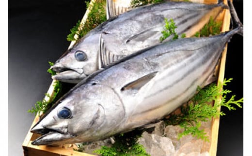 旬 天然魚介類 詰め合わせ A セット 約 3kg和歌山県白浜町27000魚介・海産物鮮魚