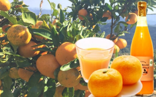 和歌山県産オーガニックみかん100%ジュース和歌山県白浜町15000お茶・飲料果汁・野菜飲料