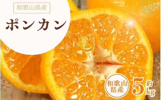 ポンカン 約5kg/サイズおまかせ ※2026年1月下旬〜2026年2月下旬頃に順次発送予定(お届け日指定不可) 紀伊国屋文左衛門本舗【ntbt451B】和歌山県太地町18000果物・フルーツみかん・柑橘類