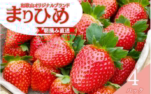 【先行予約】特大まりひめ いちご 朝摘 6個〜11個入り×4パック 2026年1月中旬〜2026年3月末頃に順次発送予定(お届け日指定不可)/ いちご 苺 まりひめ 和歌山 フルーツ 果物 くだもの【kiy004A