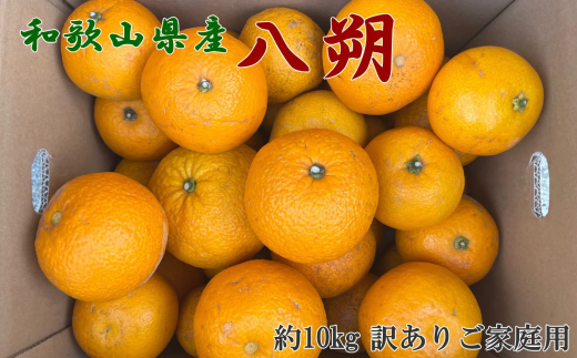 ys\zyIʁ@󂠂za̎RRǒY10kg(TCYEƒp)2026N1{`2026N2{ytec987za̎Rn14000ʕEt[c݂Ek