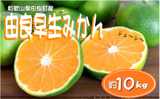 【先行予約】和歌山由良町産 由良早生みかん 約10kg  訳あり キズ 御家庭用 サイズ混合【sml136】和歌山県太地町21000果物・フルーツみかん・柑橘類