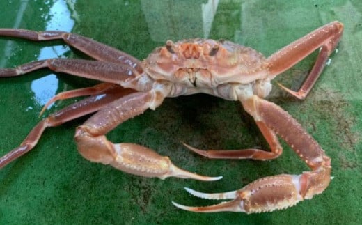 183-2.【魚倉】足1本なし生松葉ガニ訳あり(並500g)鳥取県若桜町27000魚介・海産物カニ