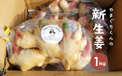 やまぐちくんの新生姜 1kg (AF1-1)鳥取県智頭町5000野菜・きのこその他 野菜