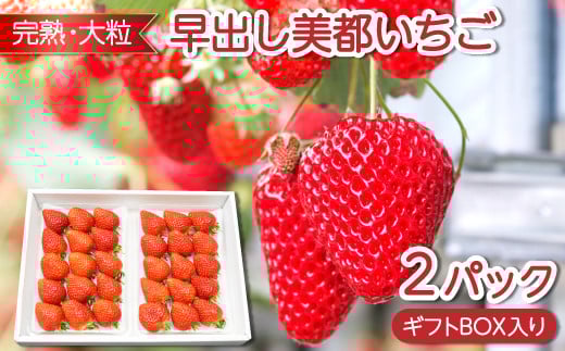 早出し 美都いちご(ギフトBOX)【いちご 12月発送 先行予約 果物 くだもの フルーツ 苺 イチゴ 美都いちご 平2パック 完熟 大粒 ギフト ギフトボックス入り 冷蔵 期間限定 季節限定 早期予約