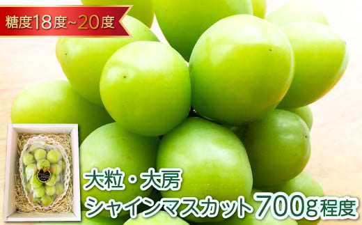 大粒大房 シャインマスカット 1房(700g程度)【シャインマスカット 大粒 先行予約 ぶどう 2025 ブドウ 葡萄 しゃいんますかっと マスカット 果物 くだもの フルーツ 大房 期間限定 季節限定
