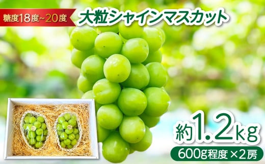 椋ぶどう園の大粒種なし シャインマスカット (600g程度×2房)【シャインマスカット 2025予約 先行予約 大粒 果物 くだもの フルーツ ブドウ ぶどう 葡萄 しゃいんますかっと マスカット 種