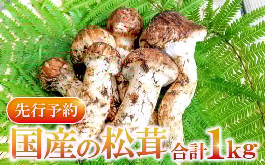 国産まつたけ 1s【先行予約 野菜 きのこ キノコ 松茸 まつたけ マツタケ 1kg 朝どれ 松茸ごはん 焼きまつたけ 土瓶蒸し すき焼き 期間限定 季節限定 早期予約 冷蔵 10月〜11月初旬発送】島