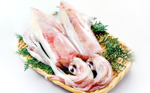 日本海の新鮮いか 500g【魚貝類 魚介類 イカ あおりいか やりいか 真いか 白いか 甲いか 旬なもの 新鮮 冷蔵】島根県益田市15000魚介・海産物イカ・タコ・ウニ