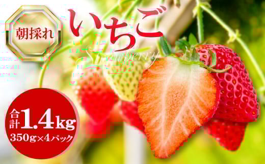 朝採れ いちご 1.4kg(350g×4パック)【先行予約 いちご 果物 フルーツ 苺 イチゴ 1.4kg 350g 4パック 朝採れ 新鮮 ジューシー 冷蔵 期間限定 季節限定 早期予約】島根県益田市25000果物・フルー