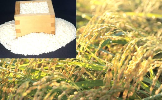 【先行予約】きぬむすめ 20kg【米 20kg 先行予約 2025年産 令和7年産 白米 ごはん お米 20キロ】島根県益田市60000米・パン白米