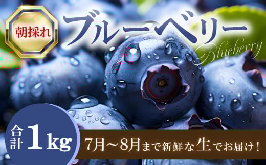 朝採れブルーベリー【ブルーベリー ぶるーべりー 1kg 朝採れ 生食 冷蔵 果物 くだもの フルーツ 産地直送 期間限定 季節限定 早期予約】島根県益田市10000果物・フルーツその他 果物・フルー