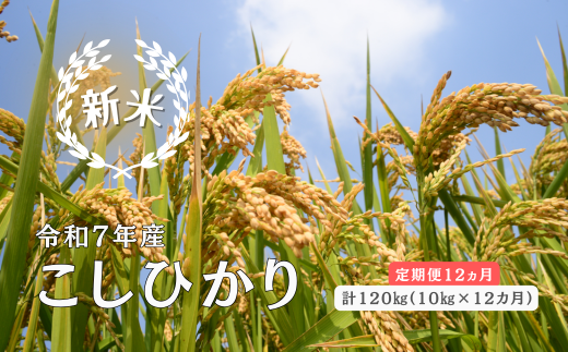 150266【令和7年産/お米定期便/12ヵ月】しまね川本 こしひかり 10kg (計120kg)島根県川本町645000米・パン白米