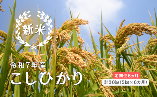 150260【令和7年産/お米定期便/6ヵ月】しまね川本 こしひかり 5kg (計30kg)島根県川本町165000米・パン白米