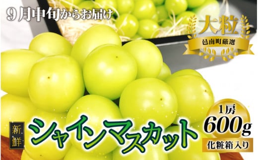 【先行予約】新鮮フルーツ シャインマスカット 1房 600g 果物 くだもの 化粧箱入り【9月中旬からお届け】島根県邑南町18000果物・フルーツマスカット・ぶどう