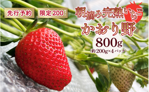 【先行予約】いちご かおり野 合計800g(約200g×4パック) 果物 フルーツ 【1月中旬から順次発送】島根県邑南町14000果物・フルーツいちご