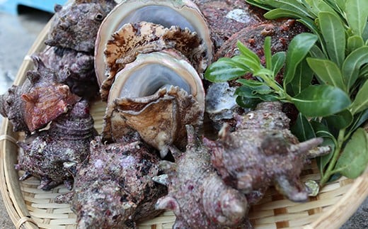 【日時指定可】西ノ島 極上活アワビ(養殖)&活サザエ 食べ比べセット 大人気 海鮮 海産物 天然 新鮮 美味しい 大人気はじめての西ノ島の寄付の方はもちろん、リピーターの方も実は多い