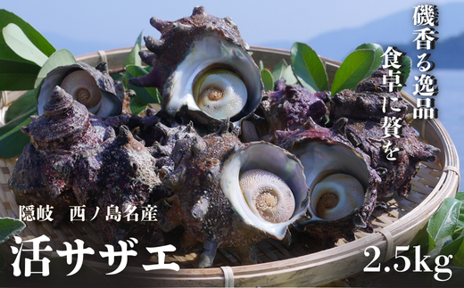 コリ旨!獲れたて鮮度抜群 島獲れ活サザエ2.5kg大満足セット - 磯の香りと海の恵みを食卓へ サザエ 冷蔵便 栄螺 貝 海鮮 BBQ さざえ さざえご飯 壺焼き 刺身 バーベキュー ギフト お中元 御中