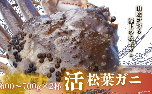 【配送日時指定可能!】松葉ガニ600g〜700g×2杯〈活〉松葉ガニ マツバガニ 冬の旬。贅沢の極みをご家庭で タグ付き 松葉カニ 松葉カニ カニ 蟹 新鮮 旬 プレゼント 贈与 お祝い事 贈り物 年