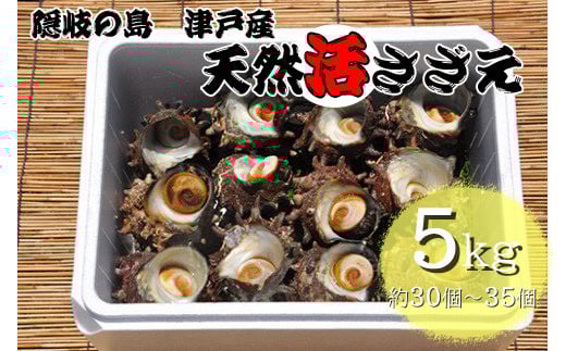 1404 隠岐の島津戸産天然活さざえ5s島根県隠岐の島町43000魚介・海産物貝類
