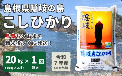 1703 【令和7年産】隠岐産こしひかり20Kg(10Kg×2袋)島根県隠岐の島町91000米・パン白米