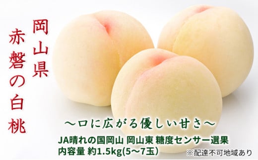 桃 2026年 先行予約 赤磐の 白桃 約1.5kg 5〜7玉 JA晴れの国 糖度センサー選果 もも モモ 岡山県 赤磐市産 国産 フルーツ 果物 ギフト デザート 果肉岡山県赤磐市26000果物・フルーツもも・すもも