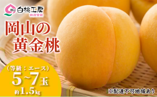  2026N s\   G[X 1.5kg 5`7ʓ   R Y t[c ʕ Ύ ʓRԔ֎s17000ʕEt[cE