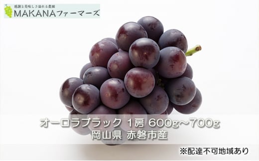 ぶどう 2026年 先行予約 オーロラ ブラック 1房 600g〜700g 大粒 種無し ブドウ 葡萄 岡山県 赤磐市産 国産 フルーツ 果物 ギフト MAKANAファーマーズ 甘みが強い 香り高い デザート岡山県赤磐市100