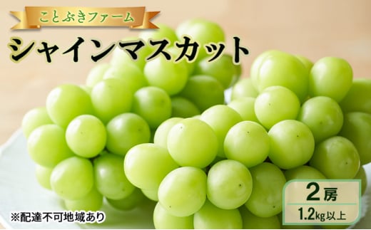 ぶどう 2026年 先行予約 シャインマスカット 満足 2房入り 1.2kg以上 岡山県 赤磐市 ブドウ 葡萄 果物 フルーツ岡山県赤磐市24000果物・フルーツマスカット・ぶどう