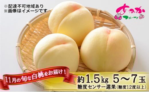 桃 2025年 先行予約 11月の旬な 白桃 冬桃 をお届け!約1.5kg 5〜7玉 糖度センサー選果 糖度12度以上 もも モモ 岡山県 赤磐市産 国産 フルーツ 果物 ギフト あみかフルーツ 岡山 旬の桃 少し小