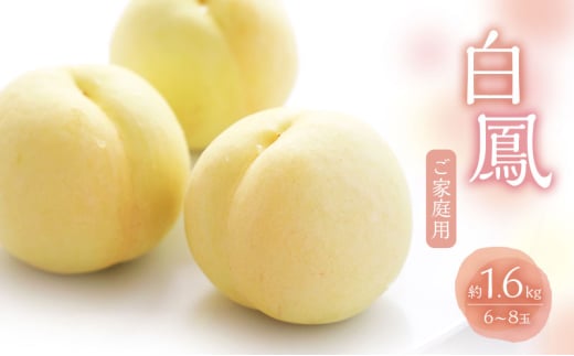 桃 2026年 数量限定 白桃 白鳳 約1.6kg 6〜8玉 ご家庭用 フルーツ 果物 岡山 赤磐市産岡山県赤磐市20000果物・フルーツもも・すもも