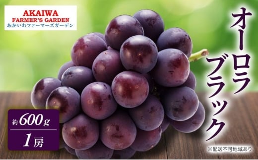 ぶどう 2026年 先行予約 オーロラブラック 約600g 1房 葡萄 岡山県 赤磐市産 フルーツ 果物 あかいわファーマーズガーデン岡山県赤磐市10000果物・フルーツマスカット・ぶどう