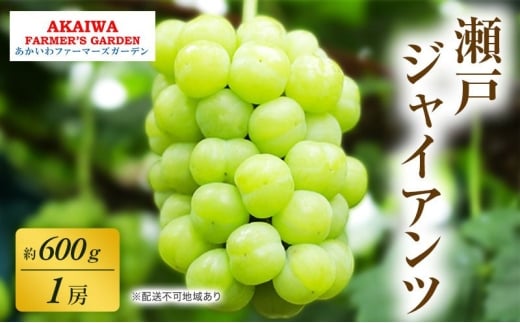 ぶどう 2026年 先行予約 瀬戸ジャイアンツ 約600g 1房 葡萄 岡山県 赤磐市産 フルーツ 果物 あかいわファーマーズガーデン岡山県赤磐市12000果物・フルーツマスカット・ぶどう