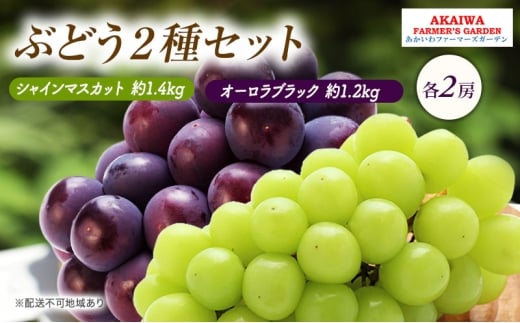 Ԃǂ 2026N s\ VC}XJbg 1.4kg 2[ I[ubN 1.2kg 2[  R Ԕ֎sY t[c ʕRԔ֎s40000ʕEt[c}XJbgEԂǂ