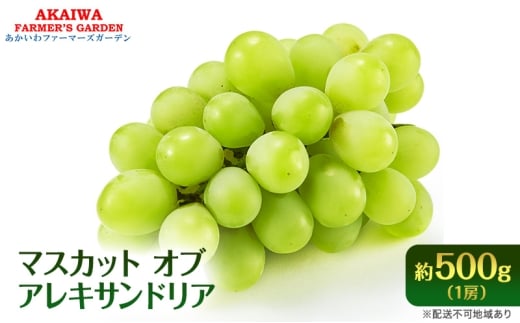 Ԃǂ 2026N s\ }XJbg Iu ALThA 500g 1[  t[c ʕ R Ԕ֎sY uhE ʕމRԔ֎s12000ʕEt[c}XJbgEԂǂ